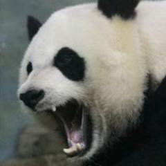 DrunkPanda