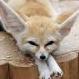FennecFox